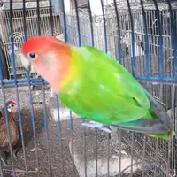 BURUNG LOVEBIRD NK GREEN BETINA SATUAN