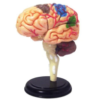4D Brain Human Body Anatomy 3D Puzzle Model Science Medical