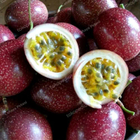 15 BUTIR BENIH MARKISA UNGU MANIS Bibit