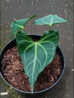 Bibit tanaman anthurium clarinervium hybrid