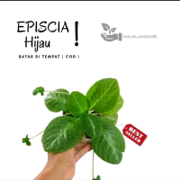 Tanaman hias epicisia hijau - Tanaman pot gantung epicisia bludru hijau