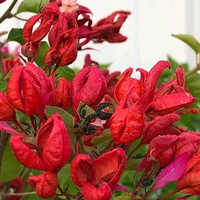Bibit Bougenville Import China Sleeping Beauty CSB Bunga Kertas Rimbun .