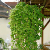 Tanaman Hias Gantung Daun Mint - Tanaman Daun Mint Wangi