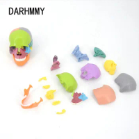DARHMMY 15pcs / set 4D Detachable Color Mini Skull Anatomy Model Detachable Medical Teaching Tool