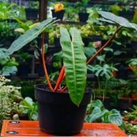 philidendron billietae x atabapoense- philodendron kabel busi