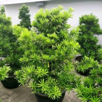 Biji benih pohon lohansung mawar kualitas premium / bahan bonsai