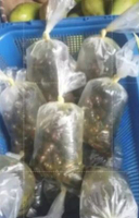 Tutut Matang Siap Santap, Pedas Dan Non Pedas Perbungkus 300g-400g tidak pedas