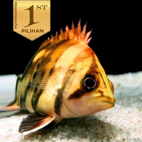 Datnoid Tiger( M)Fish Ikan Hias Datz Hiasan Aquarium Aquascape -