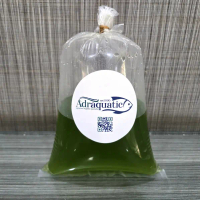 GREEN WATER BUNGKUSAN 500ML CHLORELLA PHYTOPLANKTON PAKAN MAKANAN DAPHNIA MAGNA IKAN HIAS KUTU AIR