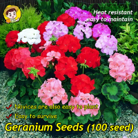 100เมล็ด/แพ็ค ปลูกง่าย ปลูกได้ทั่วไทย เจอราเนียม เมล็ดดอกไม้ Mixed Colors Geranium Seeds for Plantin
