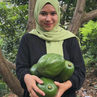 bibit alpukat markus super jumbo hasil sambung pucuk