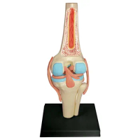 Human Knee Joint Anatomical Model 4D MASTER Assembling Toy Teaching Anatomy Model DIY Popular Science Tool Dropshipping