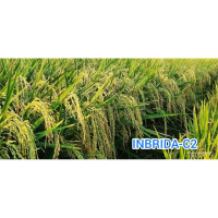 BENIH PADI INBRIDA C2 KEMASAN 5KG ORIGINAL Daun Tanaman
