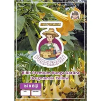 Bibit Premium Bunga Datura Brugmansia Yellow |Benih Bunga Terompet Kuning