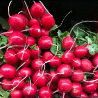 Biji benih lobak merah sayur