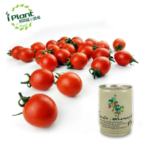 【iPlant】易開罐頭小農場-觀賞蕃茄(內含種子培養土肥料花盆)
