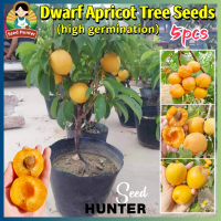 High Yield Fresh Dwarf Apricot Seeds for Planting Fruit Trees (Fast Growing 5 Seed) Legit Apricot Fr