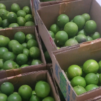 JERUK NIPIS 1 KG FRESH baru petik pasuruan Segar (akun baru)