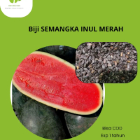 Biji Semangka Merah Inul Isi 50 Biji Sumber Nutrisi Baik Dengan Vitamin C A Dan Serat Tinggi Rasa Ma