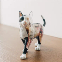 4D Vision Cat Skeleton Anatomy Model Medical Teaching Aid Laboratory Education classroom Equipment master puzzle Assembling Toy
