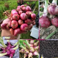 Lokananta Benih Bawang Merah Lokananta Kualiatas Terbaik untuk Pertumbuhan Tanaman Bawang Merah Sayu