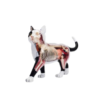 Animal Organ Anatomy Model 4D Cat Intelligence Assembling Toy Teaching Anatomy Model DIY Appliances
