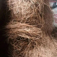 Daun Pinus Kering Cemara 1kg - Bahan Alami untuk Sarang Ayam atau Burung - Cocok untuk Pemeliharaan 