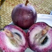 Bibit kenitu ungu berkualitas tinggi dari okulasi