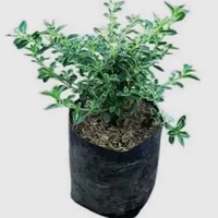 Tanaman mirten varigata bahan bonsai