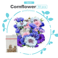 Benih Bunga Cornflower Tall Mixed Bunga Potong Cantik Benih Bunga Berkualitas dan Termurah