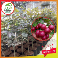 Bibit Kelengkeng Merah Asli Tanaman Buah Hasil Okulasi Super Unggul Tabulampot Pusat Bibit Agrari