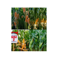 Biji benih jagung 2 tongkol bisi,   tanaman