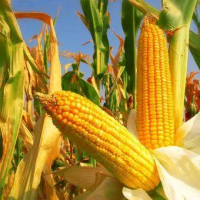 Benih Jagung Kuning Sumo NK Kemasan 1 Kg Benih Jagung Kuning Turunan Sumo NK dalam Kemasan 1 Kg