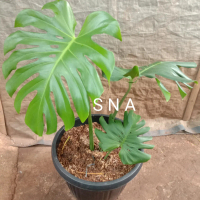 taneman hias/monstera king Daun