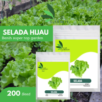 TOP GARDEN SELADA HIJAU BENIH SAYURAN SELADA