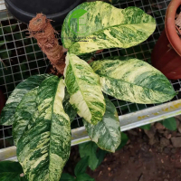 ( BISA COD) Tanaman Hias Raphidopora Puberula Variegata - Puberula Var