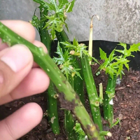 Stek Pohon Pepaya Jepang Tanaman Sayur