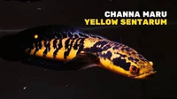 Channa Yellow Sentarum ( 25-32 CM ) | (YS) Chana Yellow Sentarum Cana YS | Ikan Chana | Snakehead |C