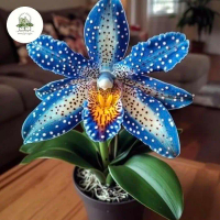 MURAH!!!Anggrek bulan blue swis,anggrek bulan import