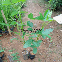 50 cm Up - Bibit tanaman dadap merah - Tanaman Peneduh Beragam Manfaat