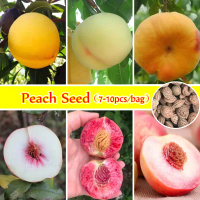 [Fast Germination] Mixed Varieties Peach Tree Seeds for Sale (7-10seeds) Peach Fruit Seeds Delicious