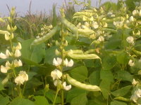 5 Biji-  Benih Koro Putih Koro Sayur , Buah Sangat Lebat