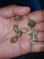 Keong Air Laut Keong Mini 1pcs