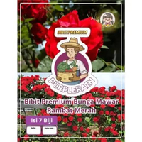 Bibit Premium Bunga Mawar Rambat Climbing Rose|Benih Bunga Mawar Rambat