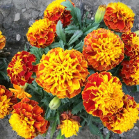 20 HẠT GIỐNG VẠN THỌ PHÁP LÙN HARMONY