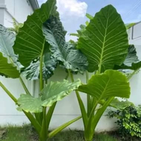 Bibit talas sente jumbo