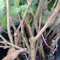 fresh cangkok jambu citra bibit boleh COD