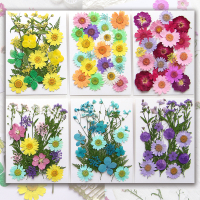 Bộ vật liệu hoa khô ép cho buổi chụp ảnh diy Bookmark hoa ép, vỏ điện thoại bằng nhựa, cánh hoa khô,