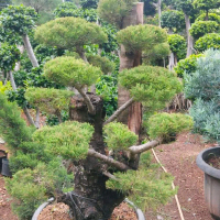 bonsay cemara udang disain taman murah Bonsai