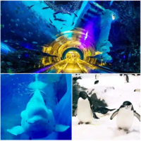 海洋生物博物館門票的價格推薦 2021年12月 比價比個夠biggo
